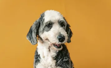 狗狗頭歪走不穩？前庭疾病5大症狀你不能忽視！