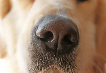 狗狗鼻鏡鱗狀細胞癌的局部治療選擇：手術與放射線治療哪種方式成效比較好？
