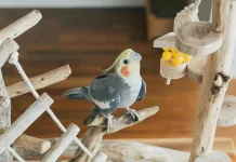 第一次養玄鳳鸚鵡就上手？新手不可不知的完整飼養指南！