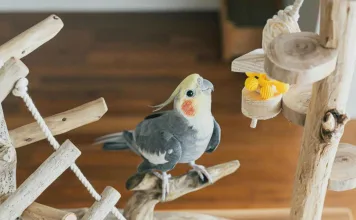 第一次養玄鳳鸚鵡就上手？新手不可不知的完整飼養指南！