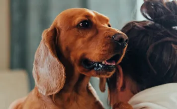 讓狗狗健康老化，從伸展開始！3個適合老年狗狗的居家伸展運動與5個伸展動作