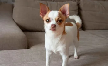 透過尿液生物標記追蹤狗狗慢性腎病，助早期發現與治療