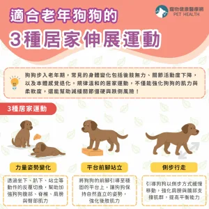 適合老年狗狗的3種居家伸展運動