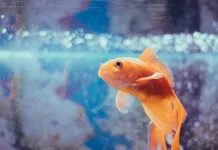 魚眼凸出、水面漂浮？小心氣泡病！魚類氣泡病症狀與預防方式一次看！