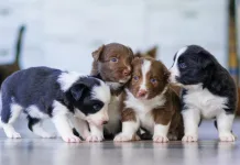 狗狗出生後多快會睜開眼睛？新生幼犬眼睛發展指南