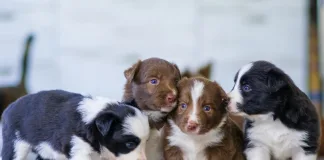 狗狗出生後多快會睜開眼睛？新生幼犬眼睛發展指南