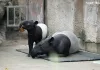 與雨林動物媽媽紅毛猩猩、馬來貘一起來場母親節午茶約會！臺北市立動物園母親節活動，邀您近距離觀察動物親情互動體驗