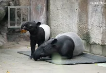 與雨林動物媽媽紅毛猩猩、馬來貘一起來場母親節午茶約會！臺北市立動物園母親節活動，邀您近距離觀察動物親情互動體驗