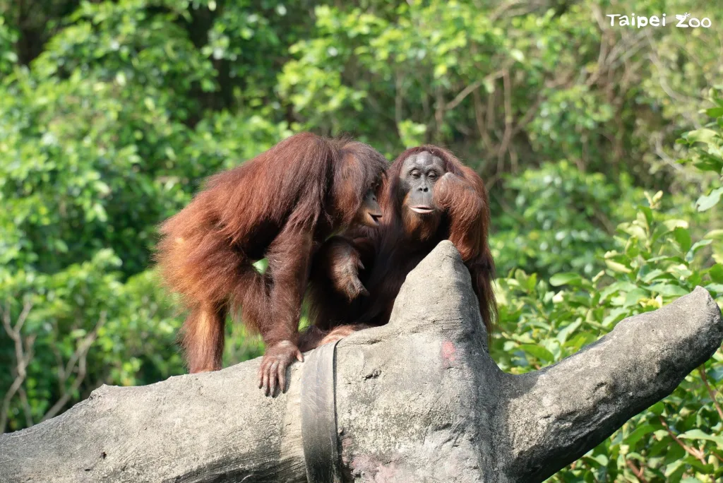 動物親子時光,精彩互動不容錯過