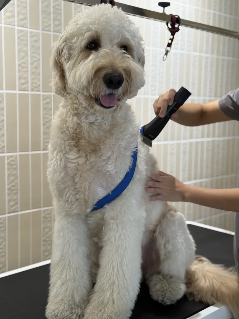 依狗狗毛質與需求進行局部修剪,協助雙層毛犬種夏季散熱,避免全面剃光造成毛髮損傷與皮膚曝曬風險(圖片來源:DYNASTY朝代狗狗沙龍&安親照護)
