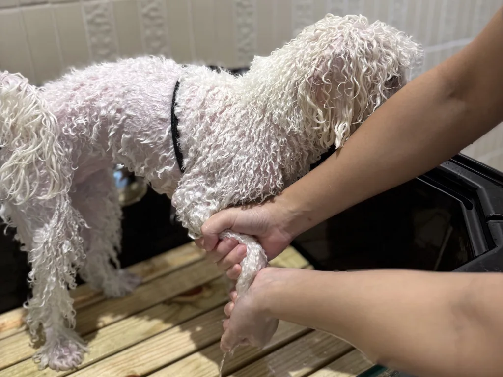 沖洗完成後，先以雙手輕柔擠壓毛髮，將表層水分擠出（圖片來源：DYNASTY朝代狗狗沙龍&安親照護）