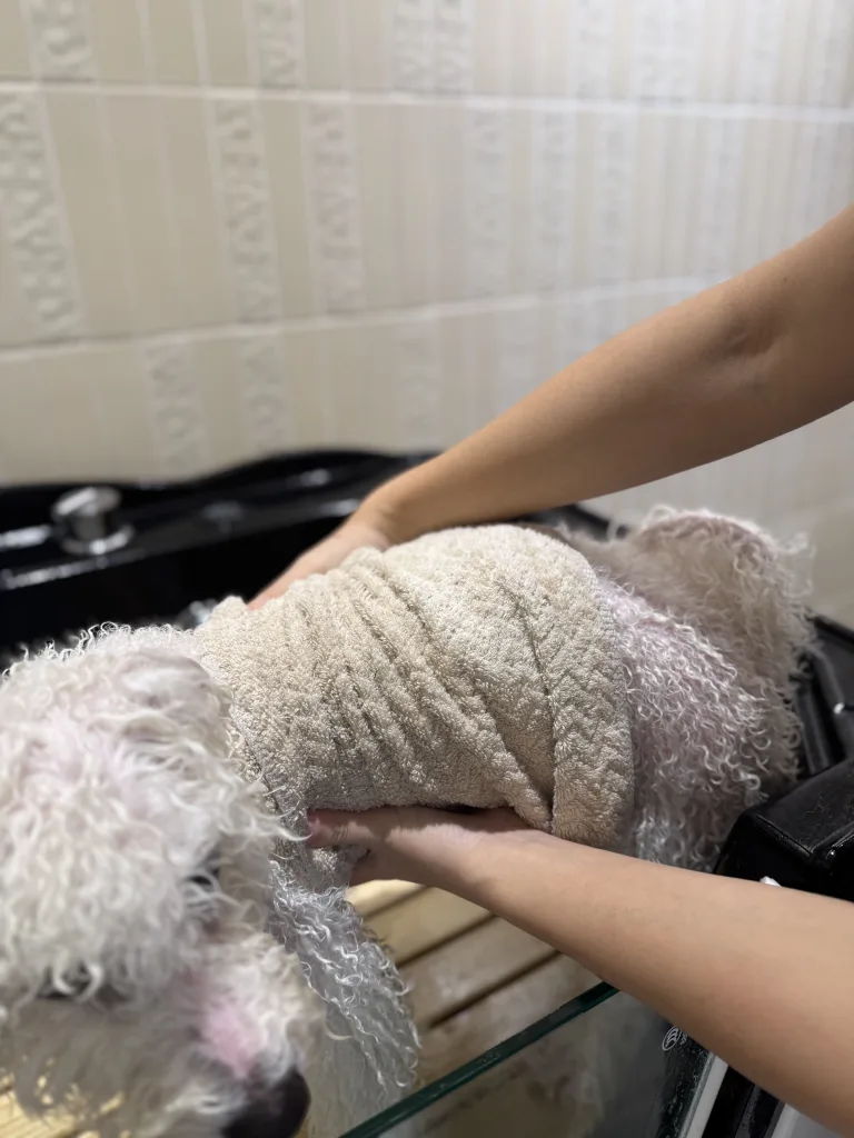 表層水分擰出後，再使用吸水毛巾擦拭全身（圖片來源：DYNASTY朝代狗狗沙龍&安親照護）