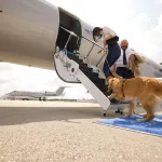 狗狗才是VIP！BARK Air首創寵物航空一周年，啟動包機服務搶攻高端旅遊市場