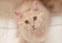 貓咪需要施打狂犬病疫苗嗎?2025年7月起,室內貓符合條件可免施打狂犬病疫苗 室內貓免打狂犬病疫苗新制2025年7月上路:符合防逃條件可免施打,守規也能輕鬆喵一夏!