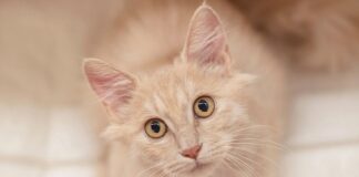 室內貓免打狂犬病疫苗新制2025年7月上路：符合防逃條件可免施打，守規也能輕鬆喵一夏！