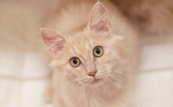 室內貓免打狂犬病疫苗新制2025年7月上路：符合防逃條件可免施打，守規也能輕鬆喵一夏！