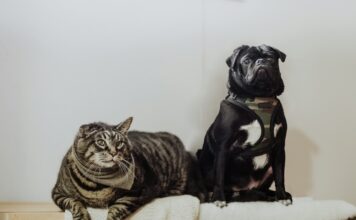 寵物SDMA檢驗是什麼？幫助早期發現寵物腎臟疾病的關鍵指標