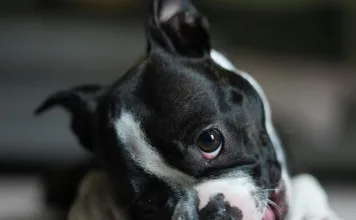 狗狗亂咬東西怎麼辦？狗狗亂咬東西的5個原因與5種有效改善方法