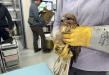 世界候鳥日 新北市動保處攜手猛禽會 以行動守護遷徙之翼