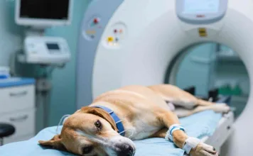 你的毛孩需要電腦斷層掃描嗎？寵物電腦斷層流程有哪些？檢查後該注意什麼？