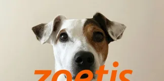 動物保健龍頭Zoetis公布2025年Q1財報：穩健成長，惟畜產業務承壓