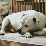 狗狗隱睪手術費用多少錢？哪些犬種容易得隱睪症？狗狗隱睪症治療方式一次看！