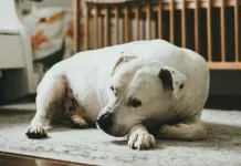 狗狗隱睪手術費用多少錢？哪些犬種容易得隱睪症？狗狗隱睪症治療方式一次看！