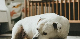 狗狗隱睪手術費用多少錢？哪些犬種容易得隱睪症？狗狗隱睪症治療方式一次看！