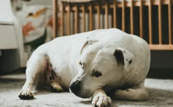 狗狗隱睪手術費用多少錢？哪些犬種容易得隱睪症？狗狗隱睪症治療方式一次看！