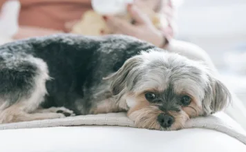 如何在家中判斷寵物是否不舒服？從日常觀察開始