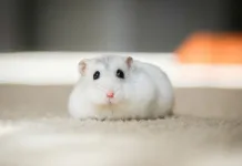 如何打造富有活力的寵物鼠飼養環境？從環境豐富化開始