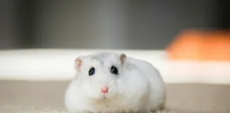 如何打造富有活力的寵物鼠飼養環境？從環境豐富化開始