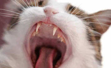 如何改善貓咪攻擊主人？7種貓咪攻擊主人行為類型與解決對策一次看！