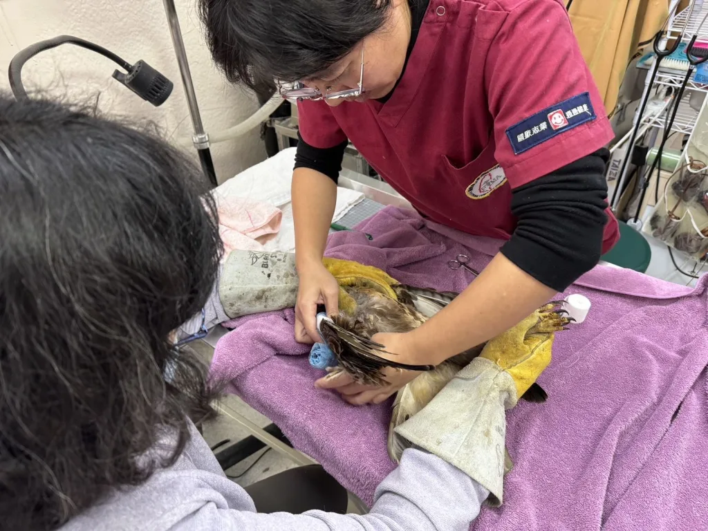 守護遷徙之翼！新北市動保處攜手猛禽會響應「世界候鳥日」，以行動守護珍貴候鳥東方鵟