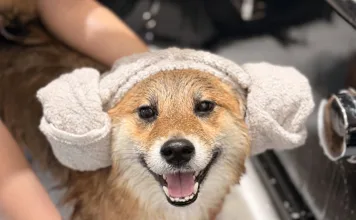 專業寵物美容師教你幫狗狗洗澡的正確步驟與注意事項