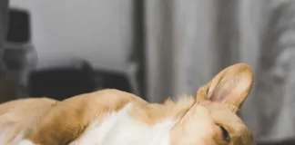 服用類固醇藥物的狗狗，真的會增加糖尿病風險嗎？