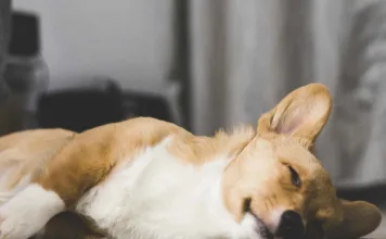 服用類固醇藥物的狗狗，真的會增加糖尿病風險嗎？