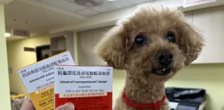 毛寶貝遭蛇吻 新北動保處抗蛇毒血清急救援