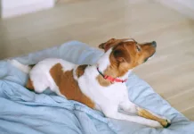 狗狗什麼時候需要做心臟超音波檢查？