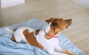 狗狗什麼時候需要做心臟超音波檢查？