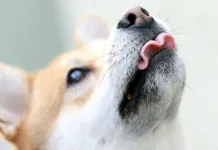 狗狗可以吃黑瑪卡嗎？最新研究揭3大健康益處！