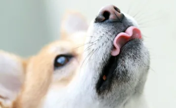 狗狗可以吃黑瑪卡嗎？最新研究揭3大健康益處！