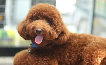 狗狗美容基本流程一次看：4個關鍵步驟守護毛孩健康！