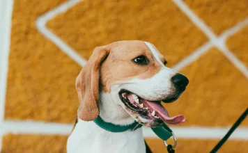 狗狗膽囊黏液囊腫初期症狀易忽略！留意嘔吐、黃疸和腹痛等警訊，及早手術治療可大幅提升存活率