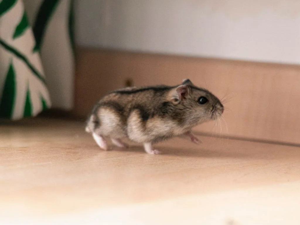 老鼠飼養環境常見錯誤與注意事項