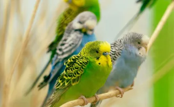 虎皮鸚鵡好養嗎？新手必學的照護要點一次看！
