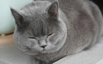 認識貓咪多囊腎：6大高風險品種、篩檢方式、常見症狀與治療選擇一次看！