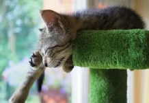 貓咪可以獨自在家多久？飼主外出超過1天要幫貓咪準備什麼？