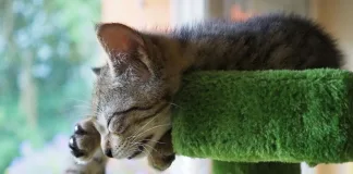 貓咪可以獨自在家多久？飼主外出超過1天要幫貓咪準備什麼？