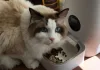 貓咪搶食、打架怎麼辦？專家教你4種分開餵食方法！分開餵食的5大好處一次看